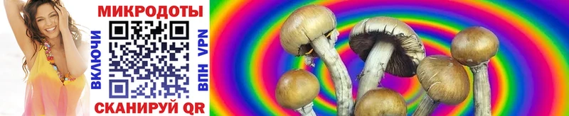 Галлюциногенные грибы Psilocybine cubensis  Нарьян-Мар 